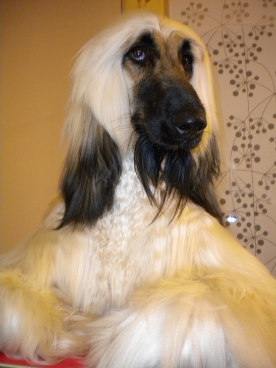 Cedrik